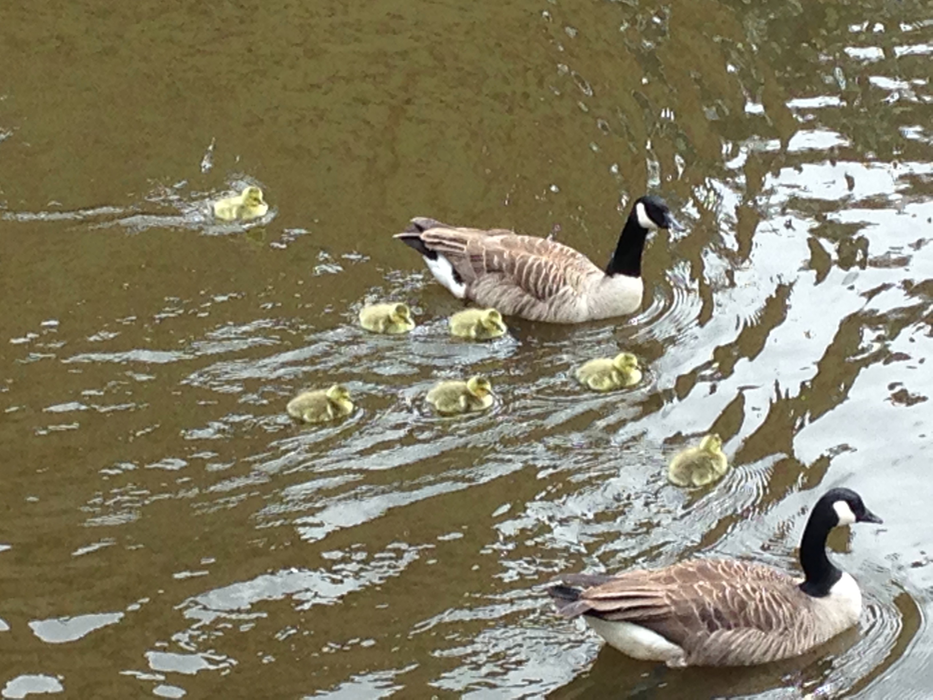 canada geese family outing